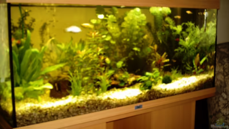 Hier ist mein Aquarium von der linken Seite betrachtet!