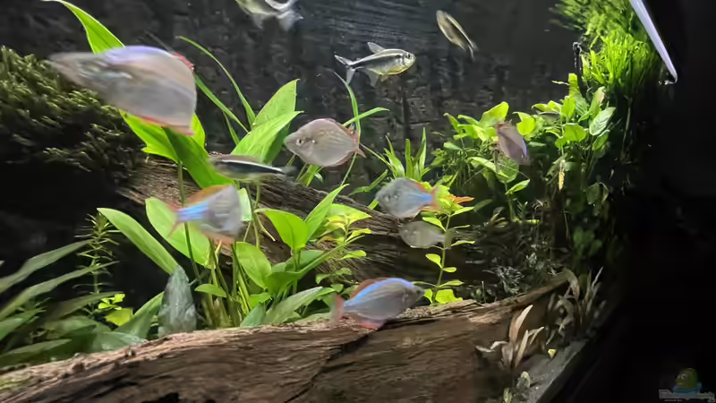 Hier ist noch ein Restbestand schwarzer Neons mit dabei aus meinem vorigen Becken von Thilo (46)