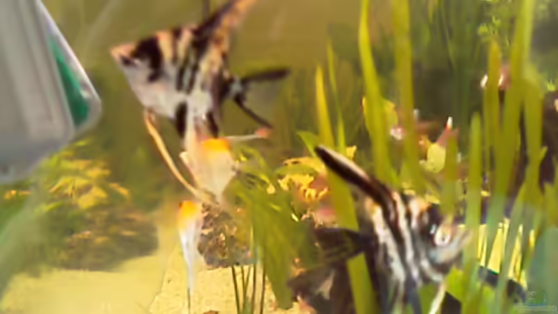 hier ist nun unser neues Zuhause von Carmen Bernhardt (17)