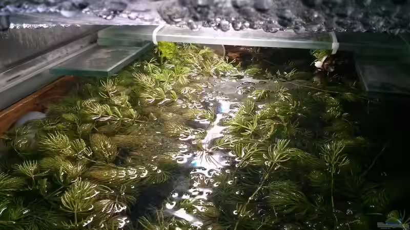 Hier ist schön die schwimmdecke zu erkennen ,die das Hornkraut gebildet hat  von AquaTobi90 (27)