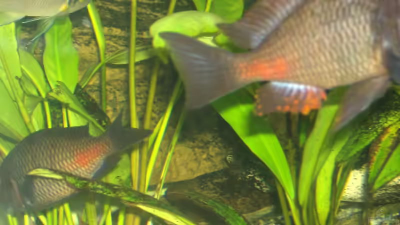 hier ist seine Färbung besser zusehen von Aqua92 (26)