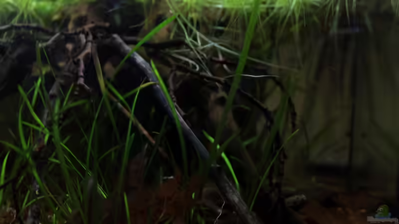 hier kann man erkennen, wie klar das Wasser ist von die Perle... (10)