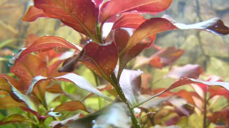 hier kann man gut die Sauerstoffproduktion erkennen  von Nico (28)