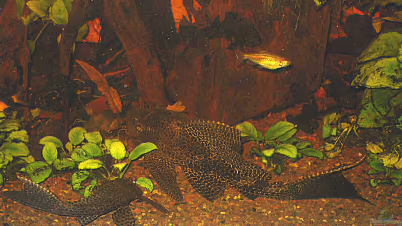 hier kann man mit etwas Geduld alle 3 Wabenschilderwelse erkennen... von Kirsten Schieß (8)