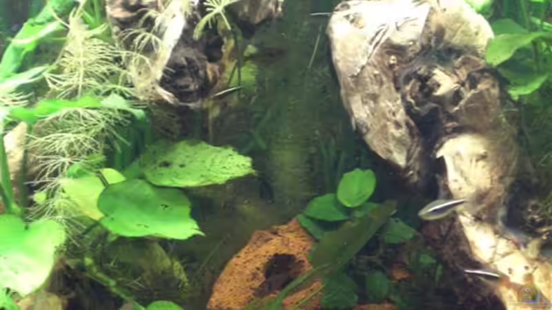 Hier kommt die Tiefe eines Delta-Beckens zur Geltung. von ChrisW (4)