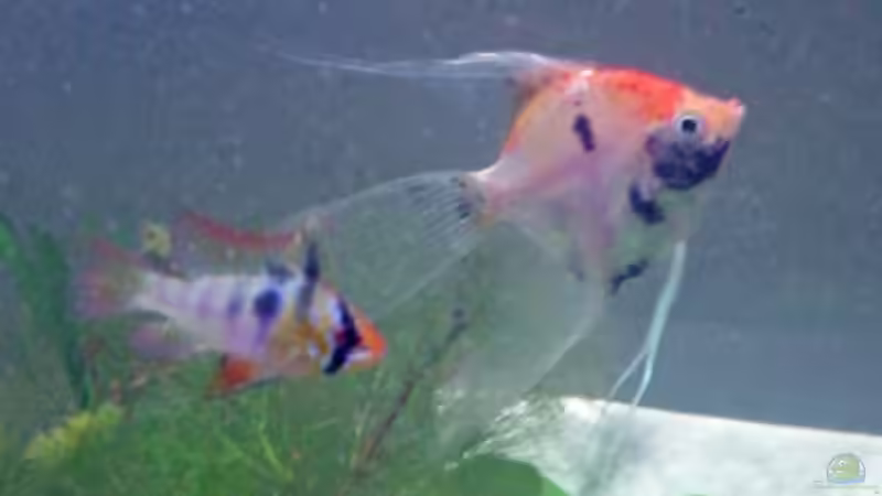 hier lässt sich mal ein schmetterlingsbuntbarsch blicken von Andreas Müller (4)