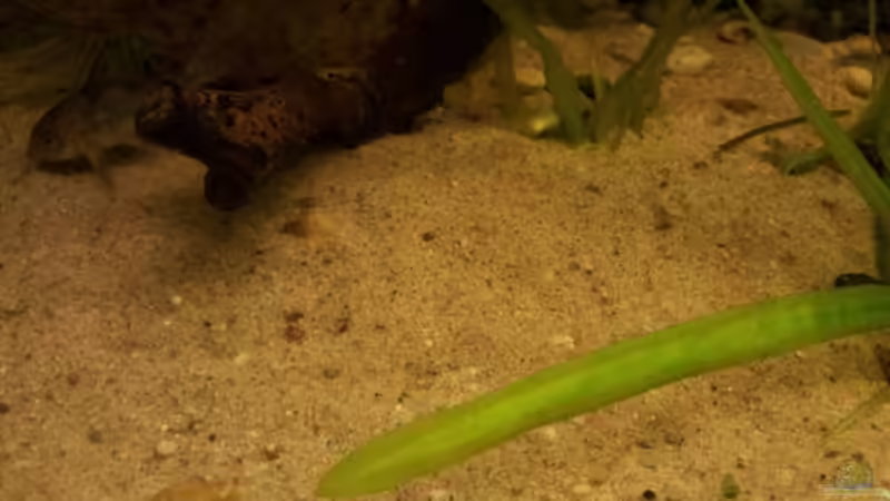 Hier mal der Fugensand (ich hoffe man erkennt es) von Michael Scheffler (28)