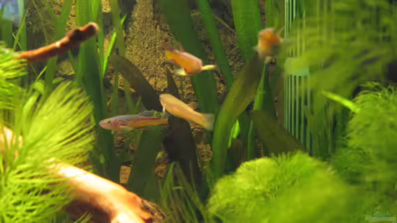 Hier mal die Männer und die Mädels von Gerd Zimmermann (14)