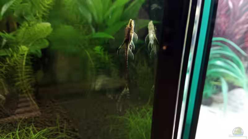 Aquarien für Sturisoma festivum (Langflossen Harnischwels)