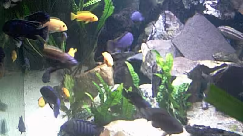 Hier mal ein Bild von der Webcam von Mikey (23)