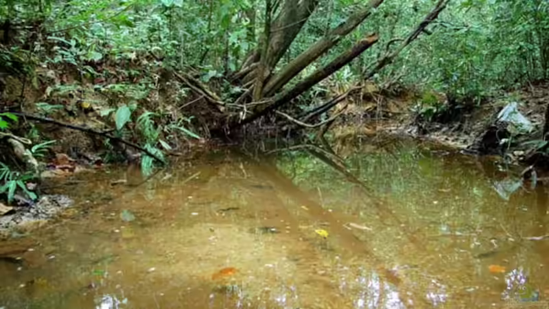 Hier mal ein Foto eines natürlichen Habitats der Keilfleckbärblinge in der Nähe von Mersing, Malaysia von Berlin42 (4)