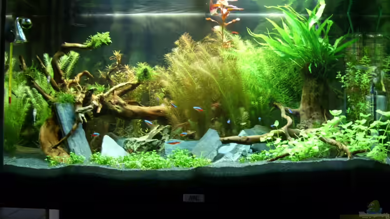 Hier mal ein Update von gestern Wächst ganz gut Algen auch noch keine gesichtet von Alex Simon (6)