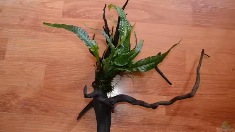 Hier mal ´Eins´ der eingebrachten Stücke Javafarn auf Wurzelholz, ein Sauger ist von GGuardiaNN (23)