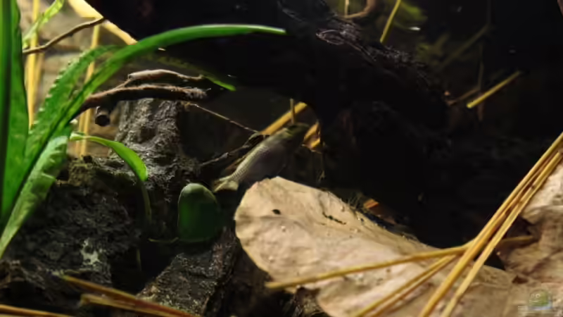 Hier mal mit der Pulcher Dame ! von Florian Bandhauer (20)