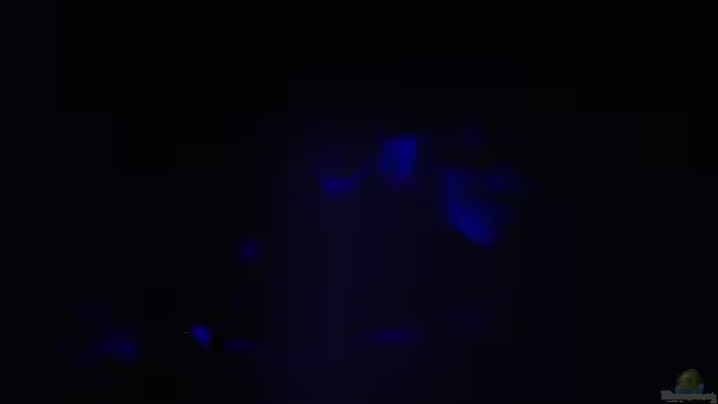 Hier mal mit Mond licht ist leider nicht soo gut sry :) von André Hermanns (2)