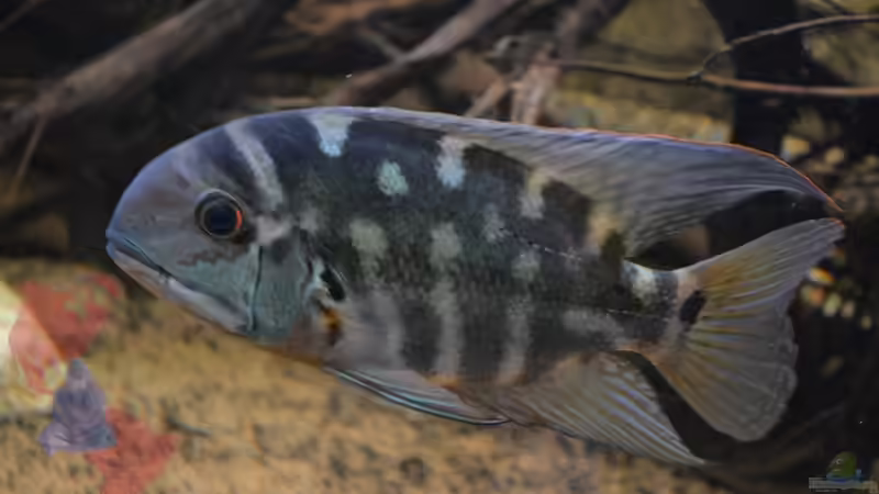 Hier mal mit Schreck-/Stressfärbung.  von GGuardiaNN (77)