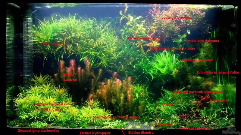 Hier mal nen Bild mit Pflanzenbeschreibung von @mazonas (22)