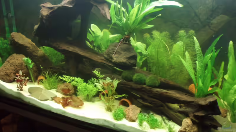 hier mal schräg von der Seite abgelichtet von welspapa (3)