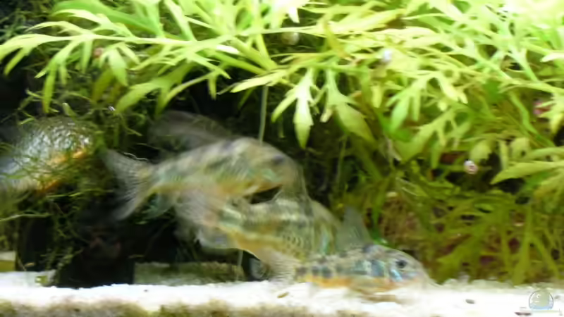 hier meine Marmor Corydoras Bande die leider sehr schüchternen sind immer schwer zu erwischen von Nico (58)