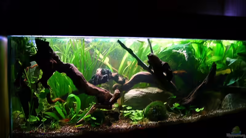 hier mit nur Daylight brilliant20.02.2010 von Falk (3)