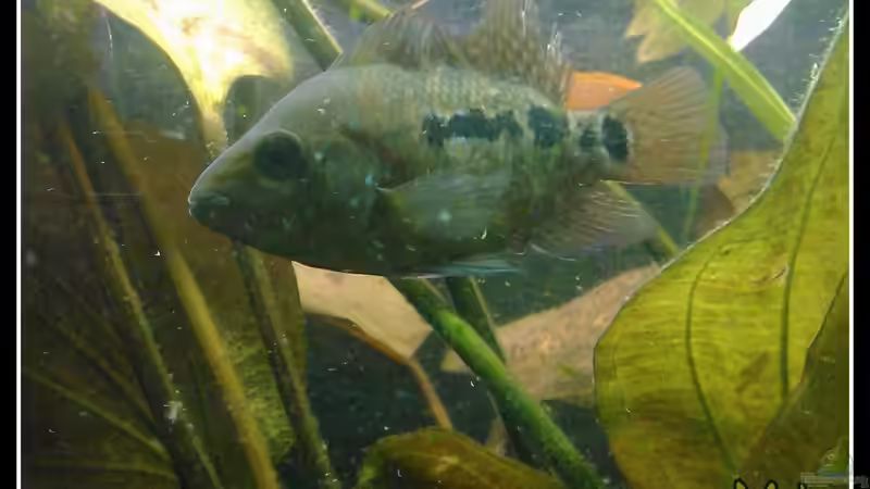 hier mochmals der nicht indentifizierbare Fisch von mariajudyta (48)