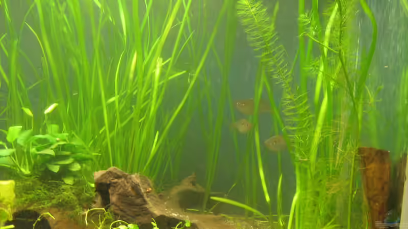 hier müssen unbedingt noch mehr Vallisnerien wachsen aber ich bin guter Hoffnung von chrisi01 (7)