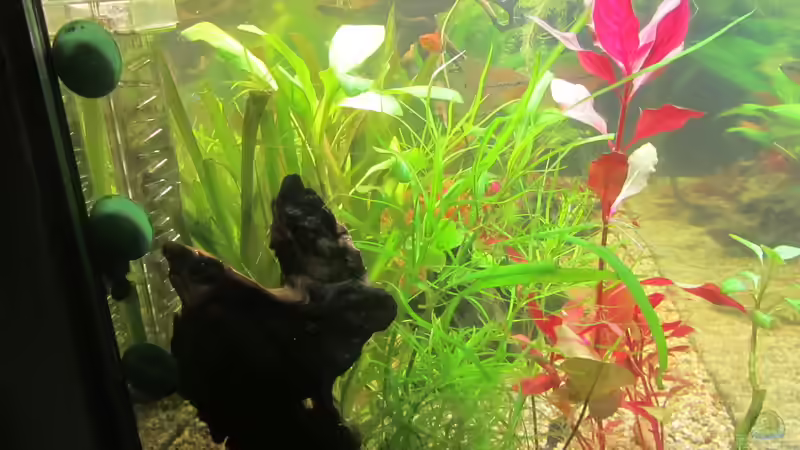 Hier noch abschließend eine Seitenansicht - Ich werde weiter uploaden wenn Pflanzen von Mofafi-Liebhaber (52)