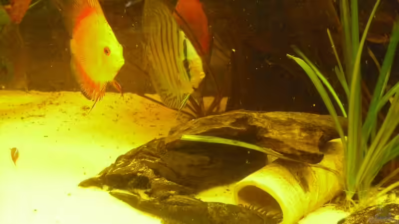 Hier noch besser zu sehen.  von nemo0109 (17)