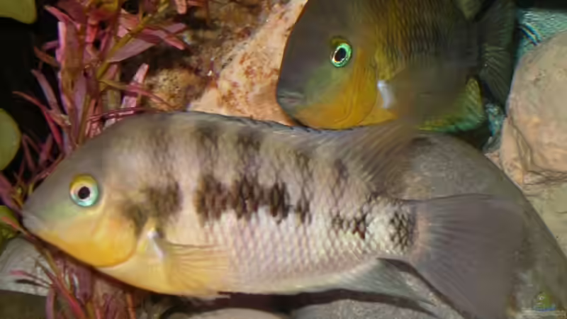 Hier noch ein älteres Blid der C. spilurus von Michael Paulisch (9)