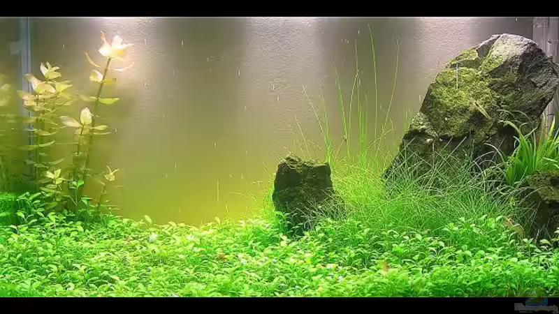 Hier noch ein letztes Bild bevor das becken platt gemacht wird und neu getsaltet wird