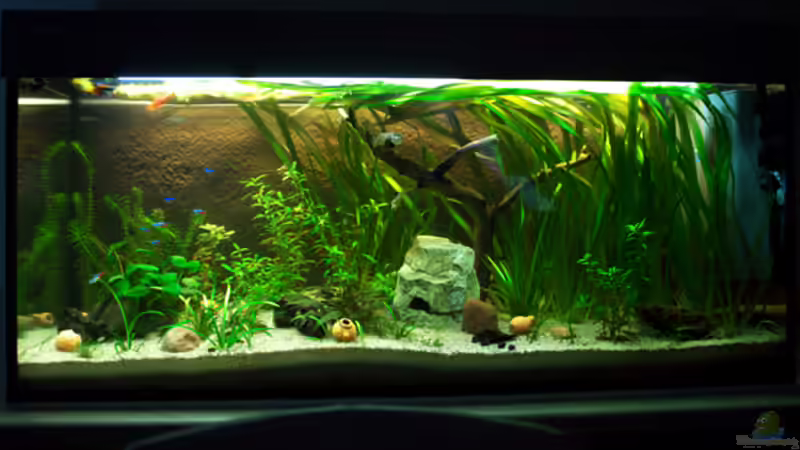 Hier noch ganz am Anfang von diesem Becken von Marcel-Usedom (5)