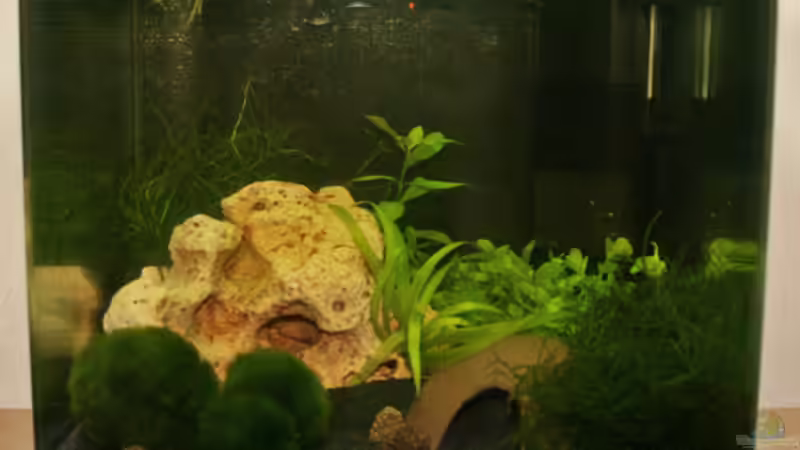 Riccia fluitans  im Aquarium oder Teich (Einrichtungsbeispiele mit Teichlebermoos)