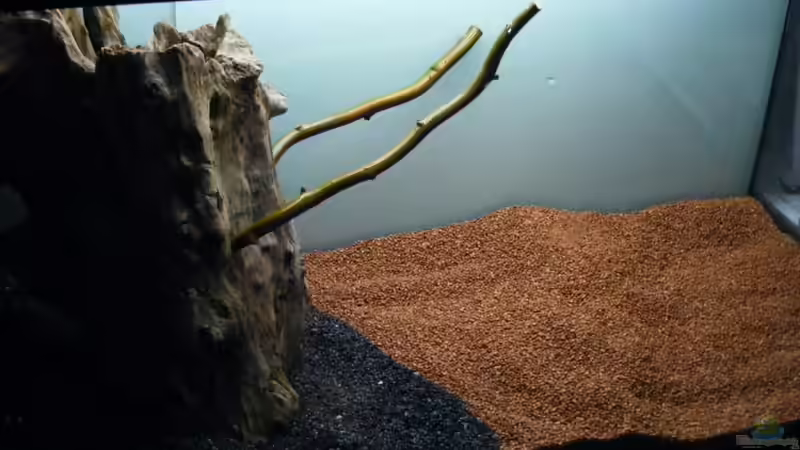 hier noch ohne Wurzelwerk am Stamm von Falk (4)