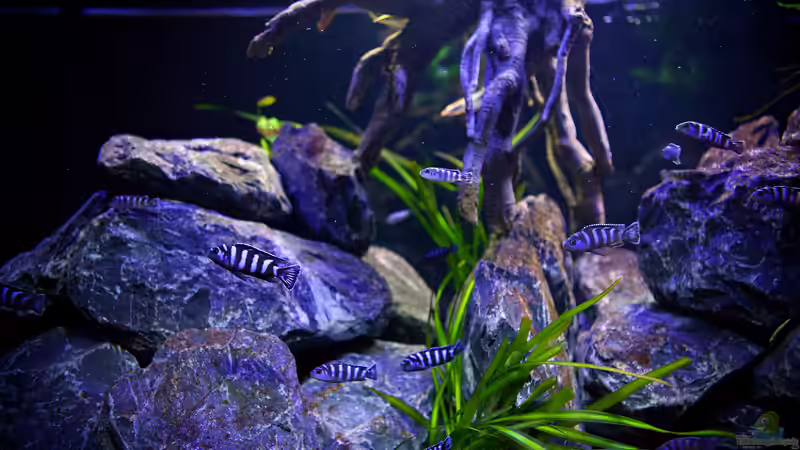 Hier noch zu sehen : Valisnerien ...alle eingegangen :P von Erik H. (14)