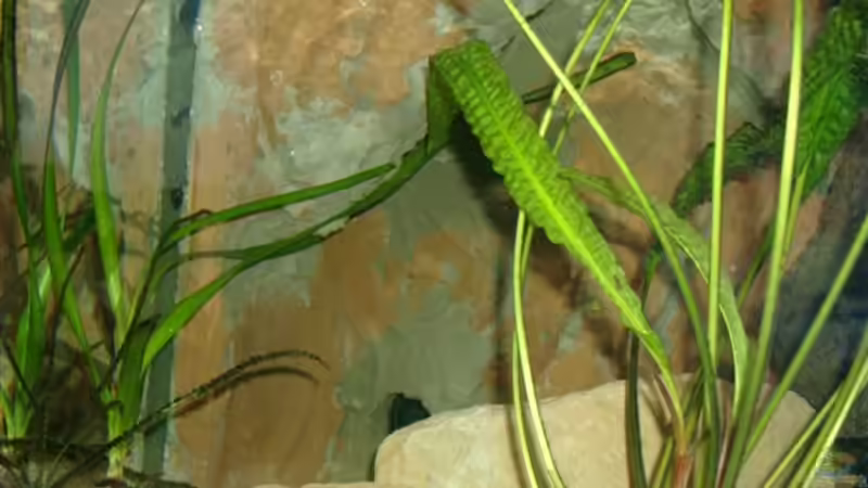 hier nochmal das Versteck der Tunze von Mikey (10)