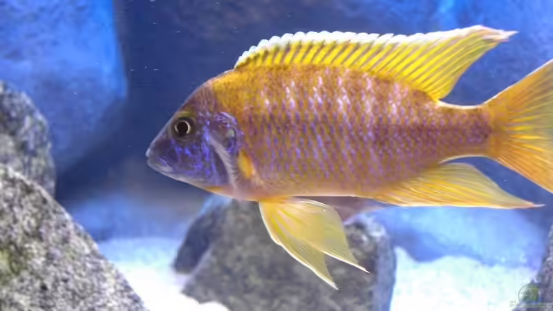 Hier nochmal der Aulonocara Baenschi Bock von Matoba (49)