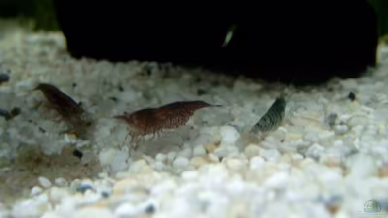 Hier nochmal die kleinen:) von Diana Wolff (7)