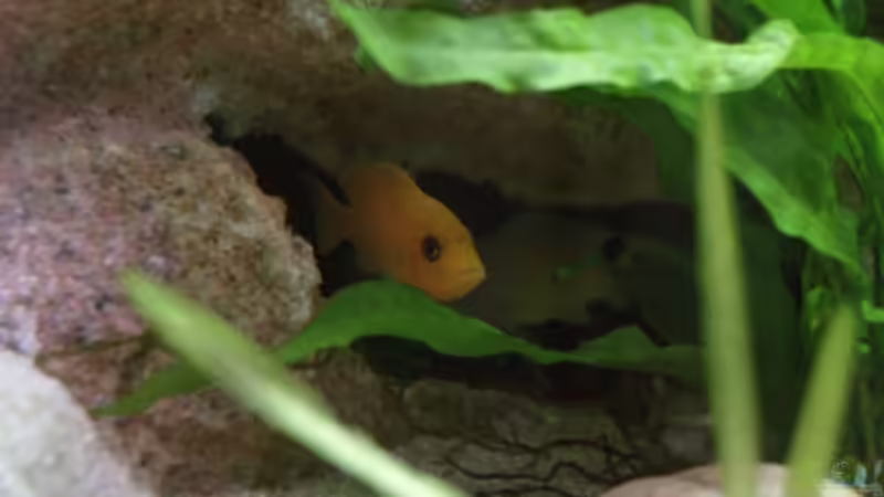 hier schaut die Dame raus von Thomas Rengier (9)