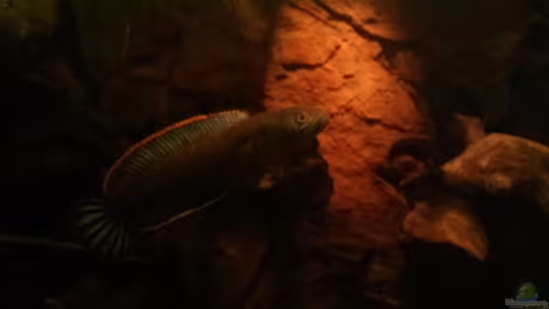 Hier schön die Schattenzone zu erkennen  von AquaTobi90 (53)