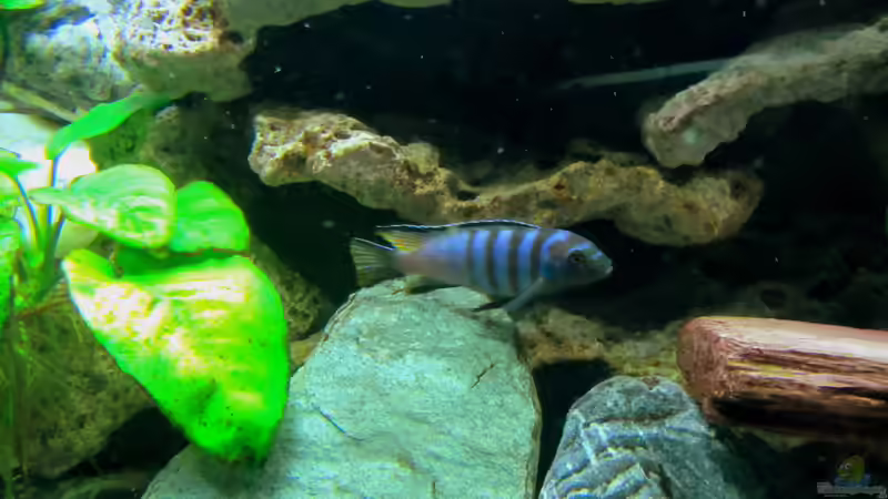 Hier schon etwas mehr in Farbe von Mbuna (23)