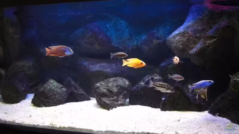 Hier schon mit Algenbewuchs von Matoba (27)