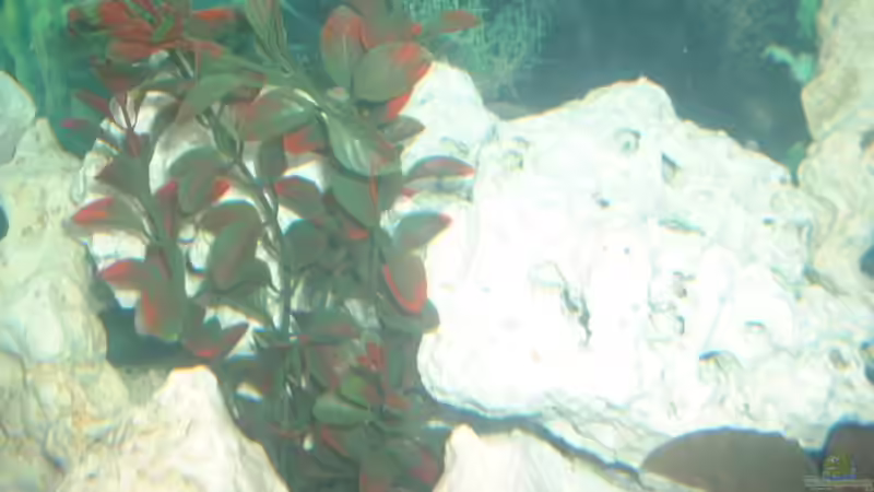 hier sehr schön zu sehen was diese Plastikpflanze doch für schöne farben hat (-: von Detlef Hasselbach (12)