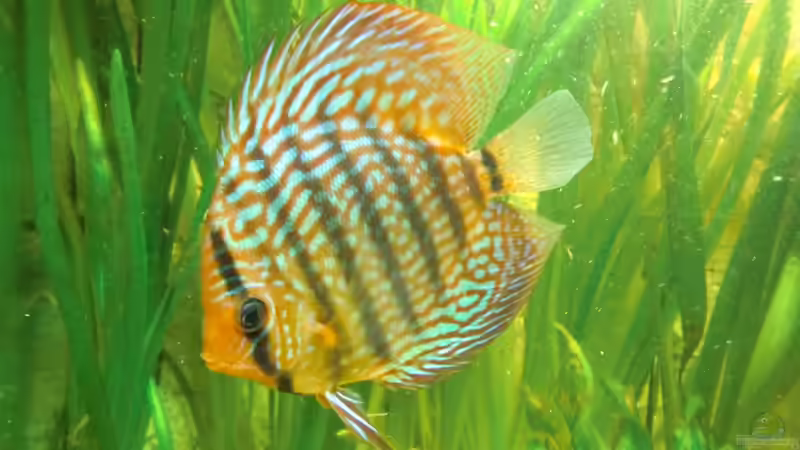 Einrichtungsbeispiele für Aquarien mit Diskus aus der Stendker-Zucht