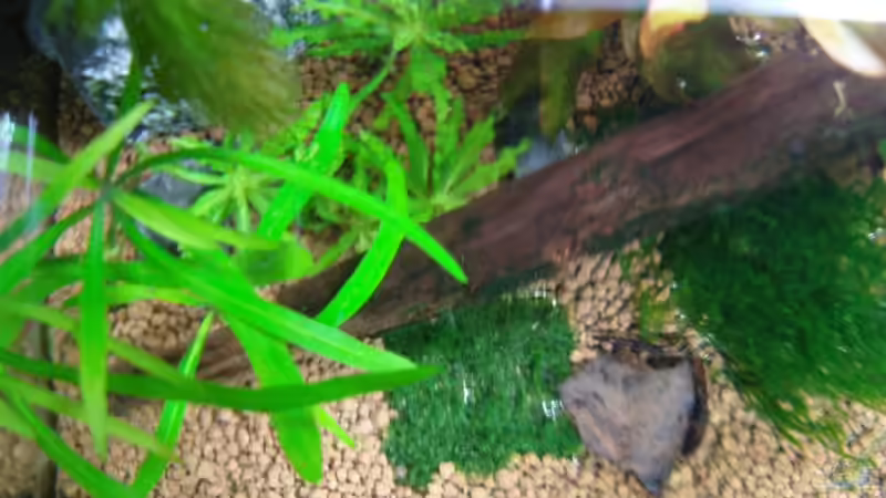 Hier sieht man das Edelstahlgewebe mit dem Minipeliamoos, bin mal gespannt auf sen Wuchs? von Aquarienfreund44 (11)