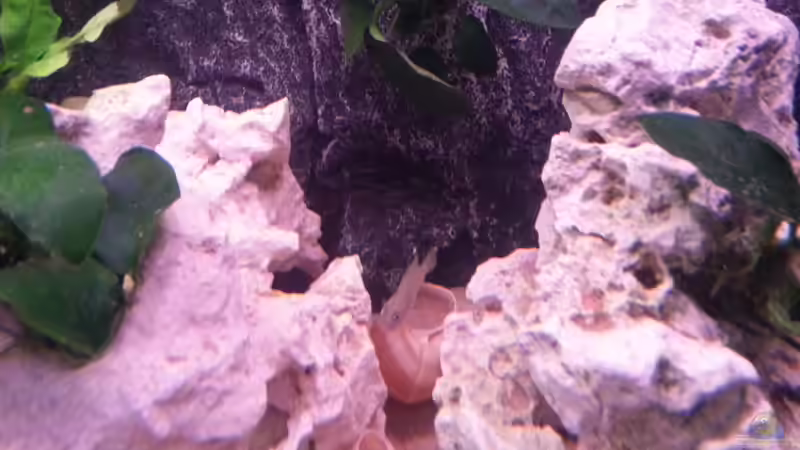 Hier sieht man das Revier ein wenig besser von Daniel Kastner (23)