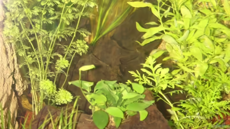 Hier sieht man den Schaden an der Schwertpflanze von AkGuru (4)