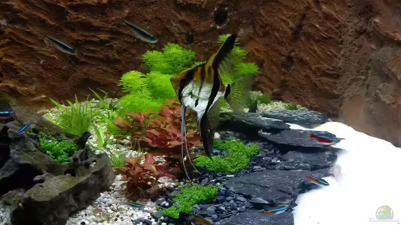 Hier sieht man eigentlich alle Pflanzen auf einen Schlag. von Sanyarhu (5)