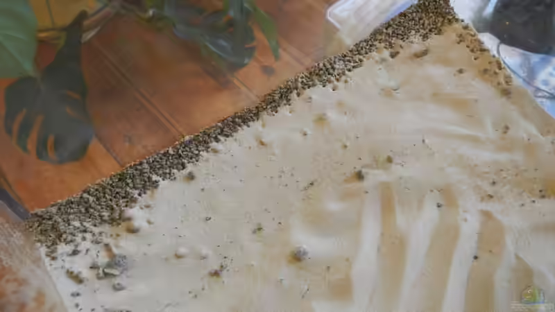 Hier sieht man links den Rand der Wanne aus Lavasplit unter dem Bodengrund. von miv (6)