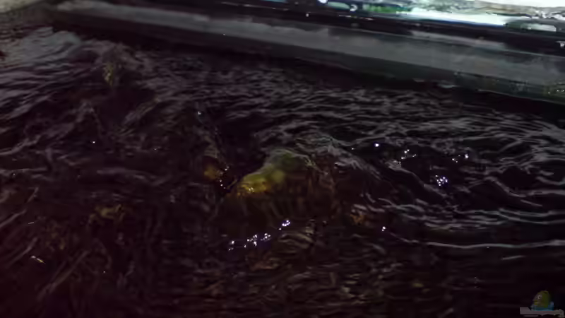 Hier sieht man schön, daß einige Steine sogar aus dem Wasser ragen und wie groß die Strömung ist. von timme (27)