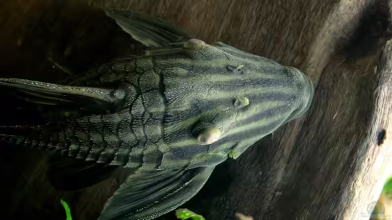 hier sieht man schön, woher der Begriff Harnischwels kommt... von Minzi (37)